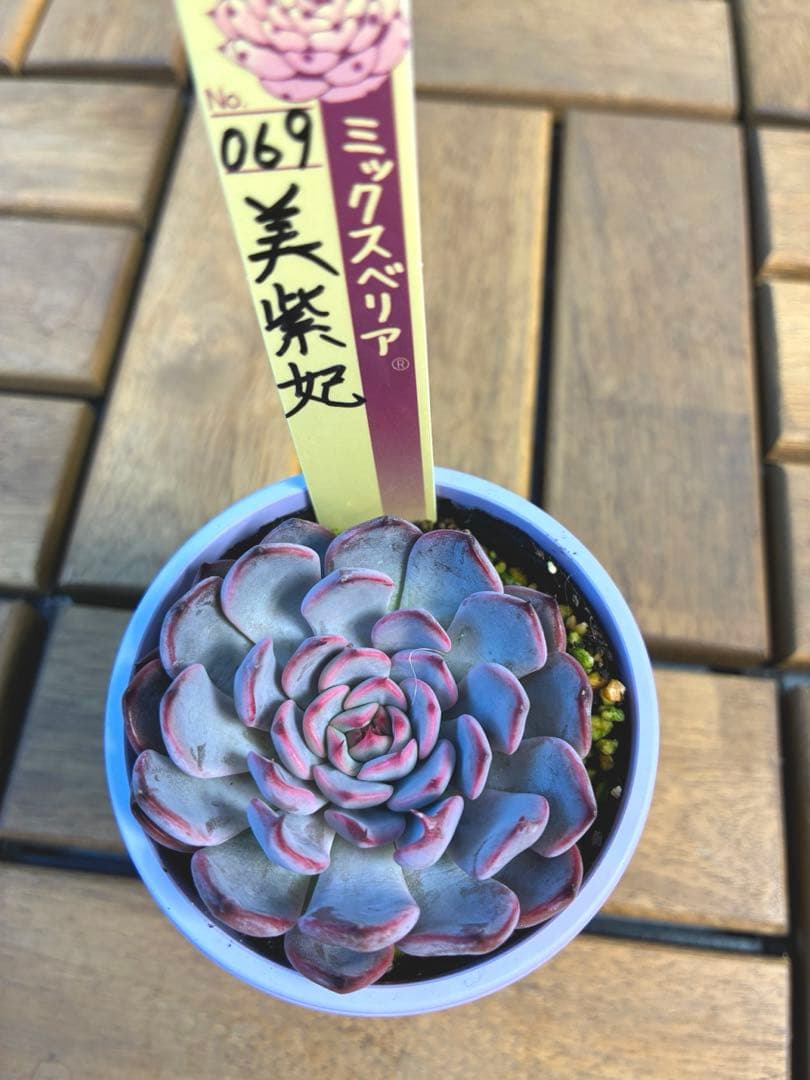 ⭐︎ミックスベリア　美紫妃　札付き　美苗⭐︎
