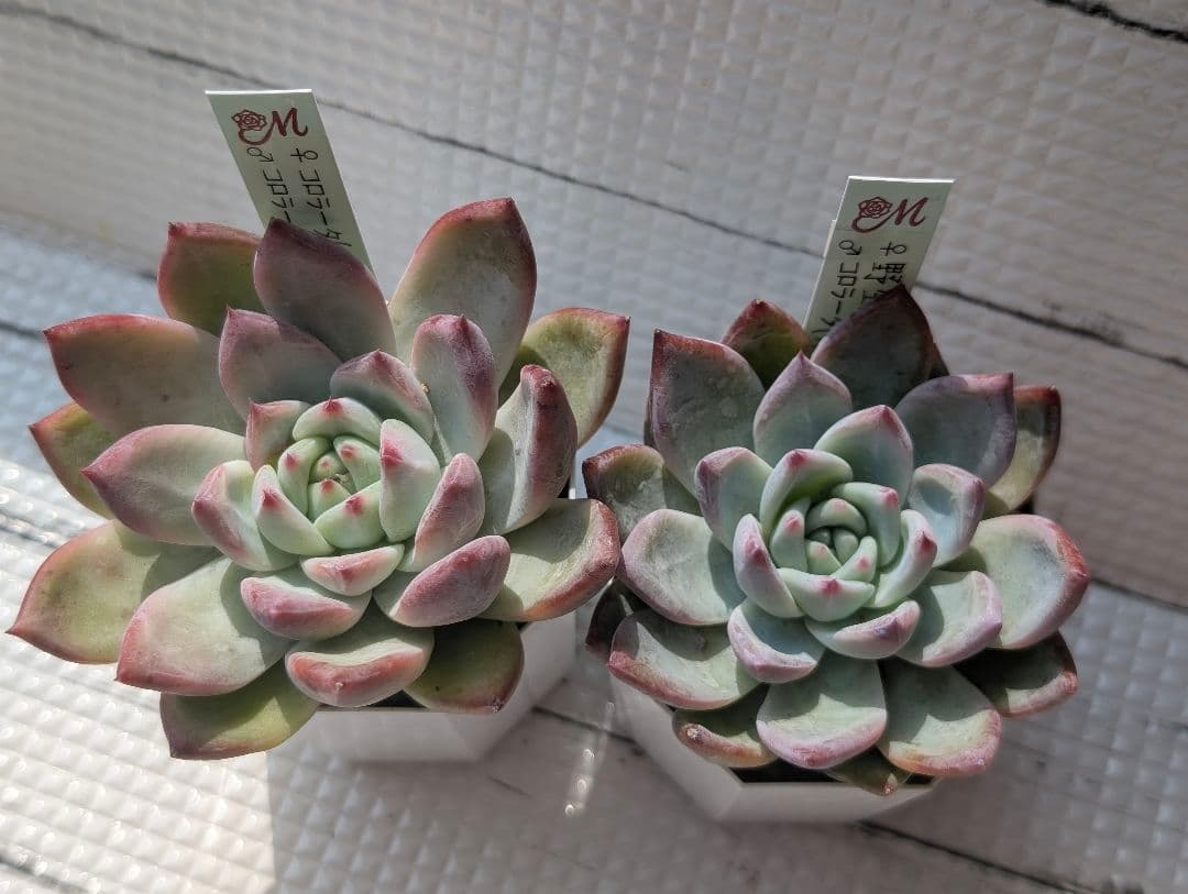 Miyaさん苗2 コロラータ２苗セット メルカリ便