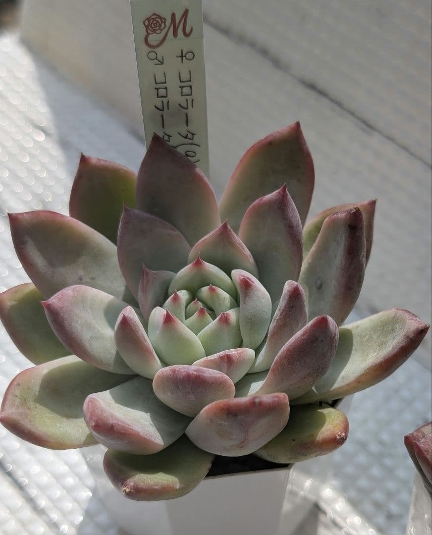 Miyaさん苗2 コロラータ２苗セット メルカリ便