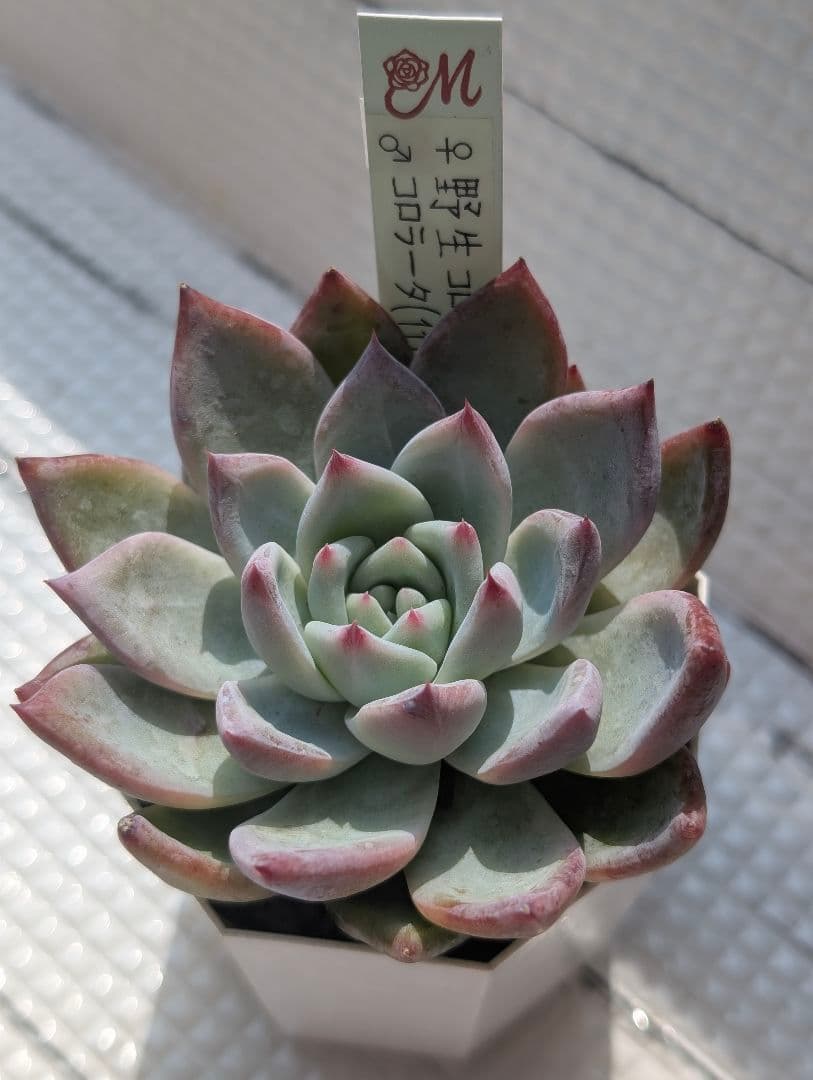 Miyaさん苗2 コロラータ２苗セット メルカリ便