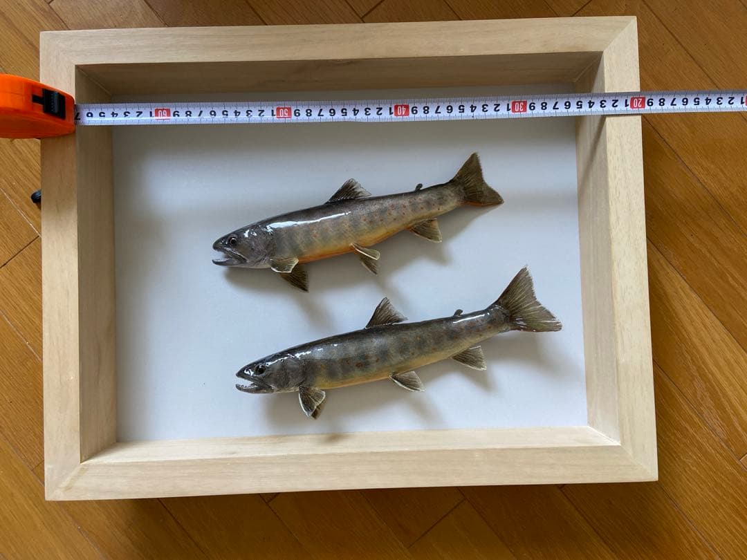 魚剥製　イワナ