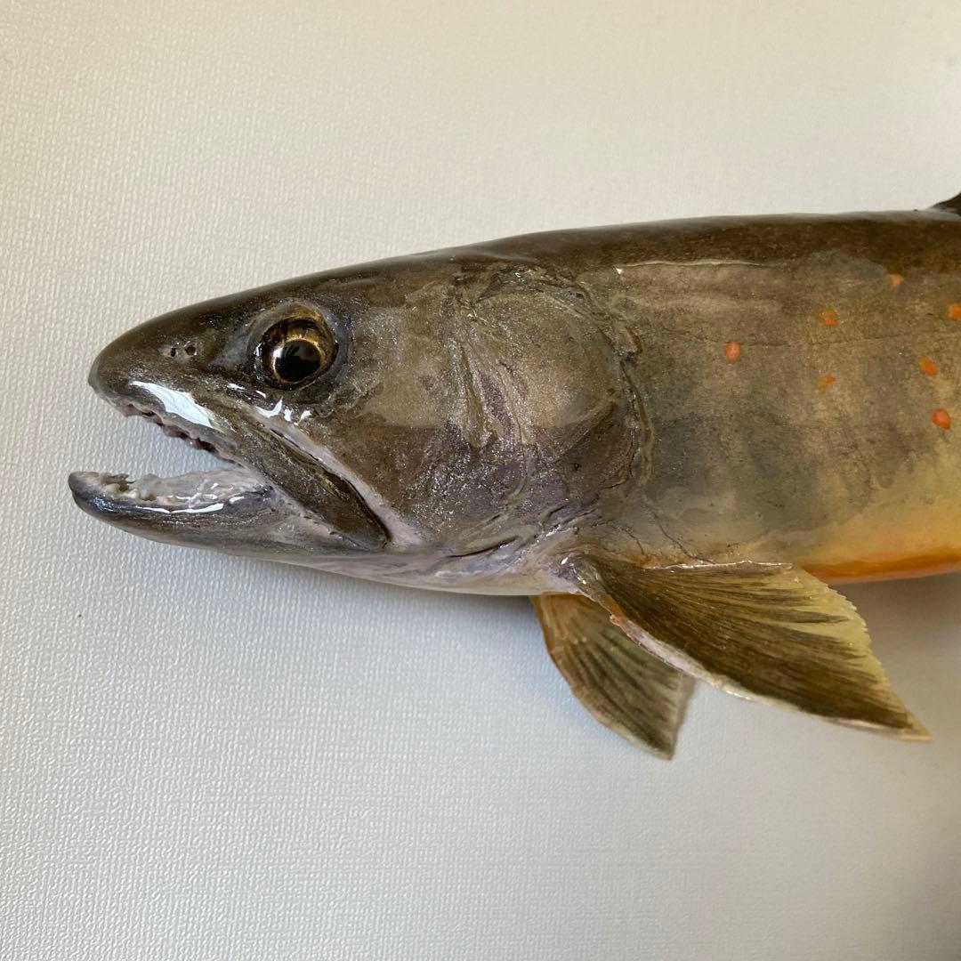 魚剥製　イワナ