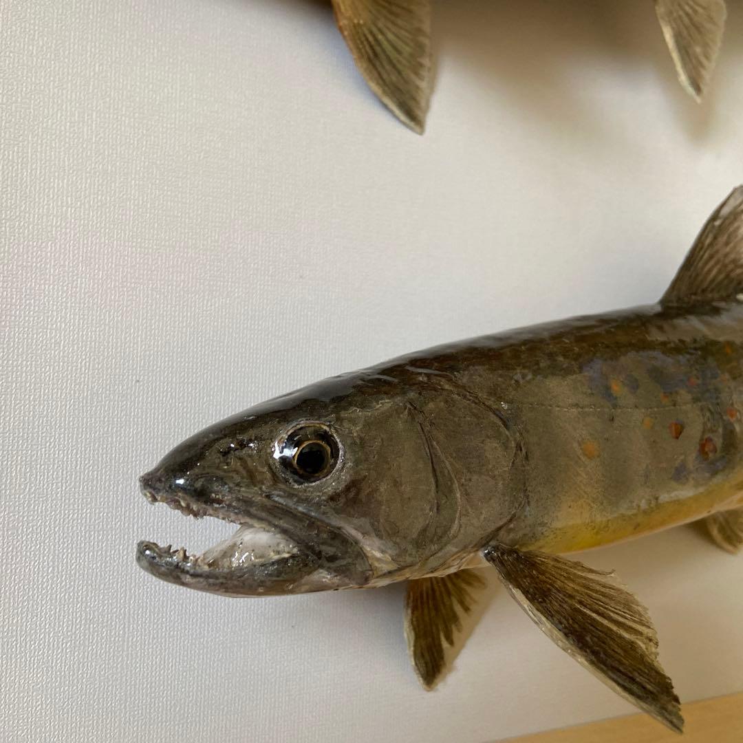 魚剥製　イワナ