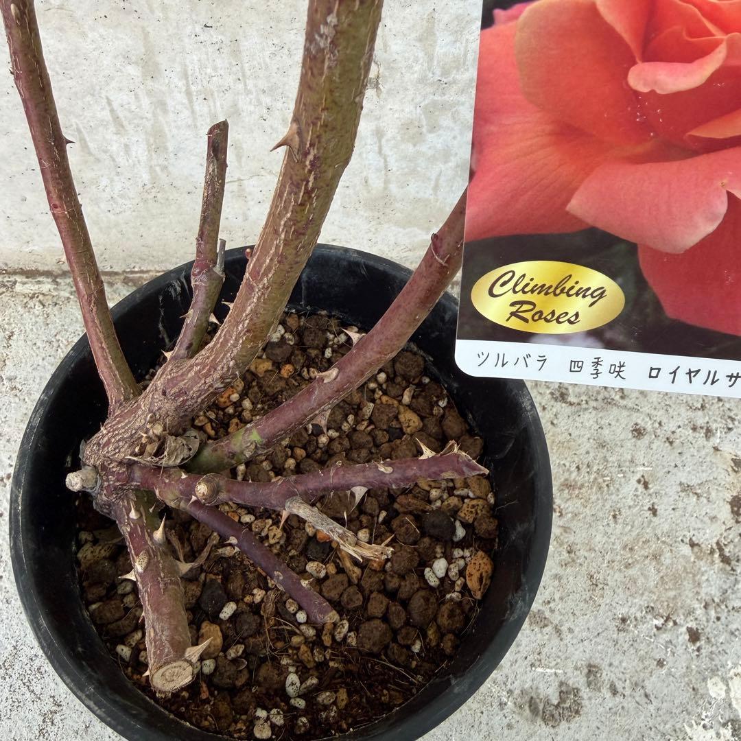 ツルバラ　ロイヤルサンセット　6号鉢