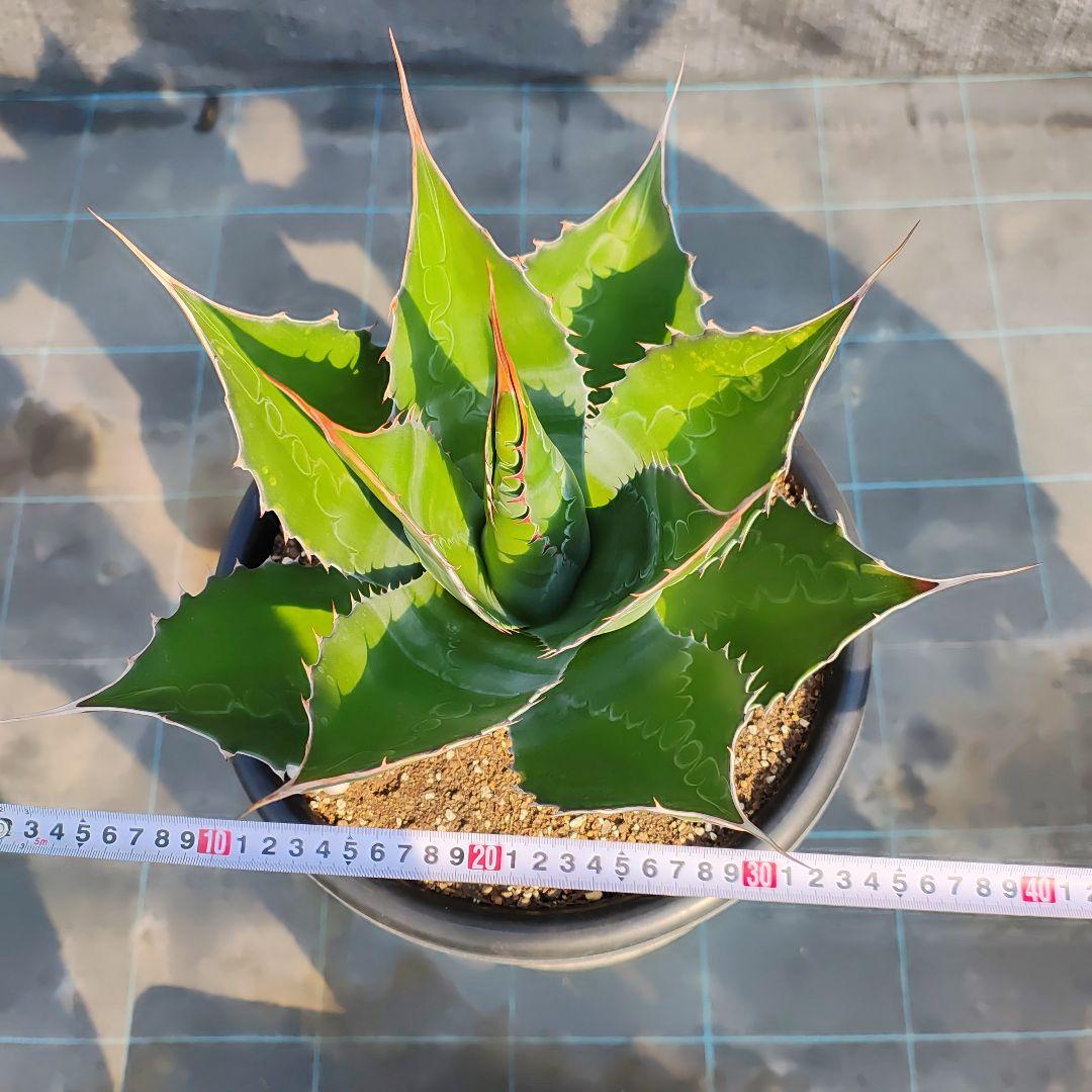 T*y様 アガベ　モンタナ大株