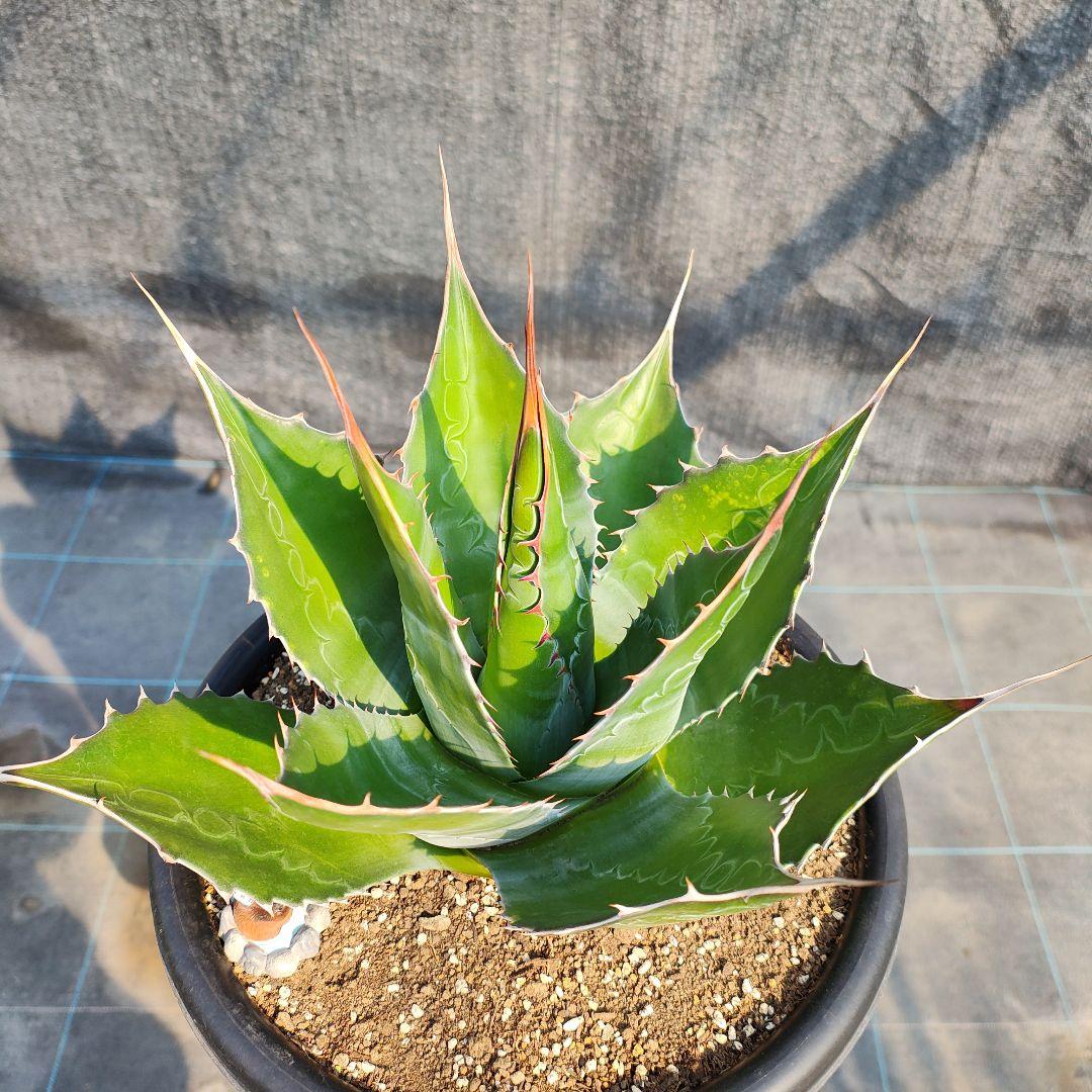 T*y様 アガベ　モンタナ大株