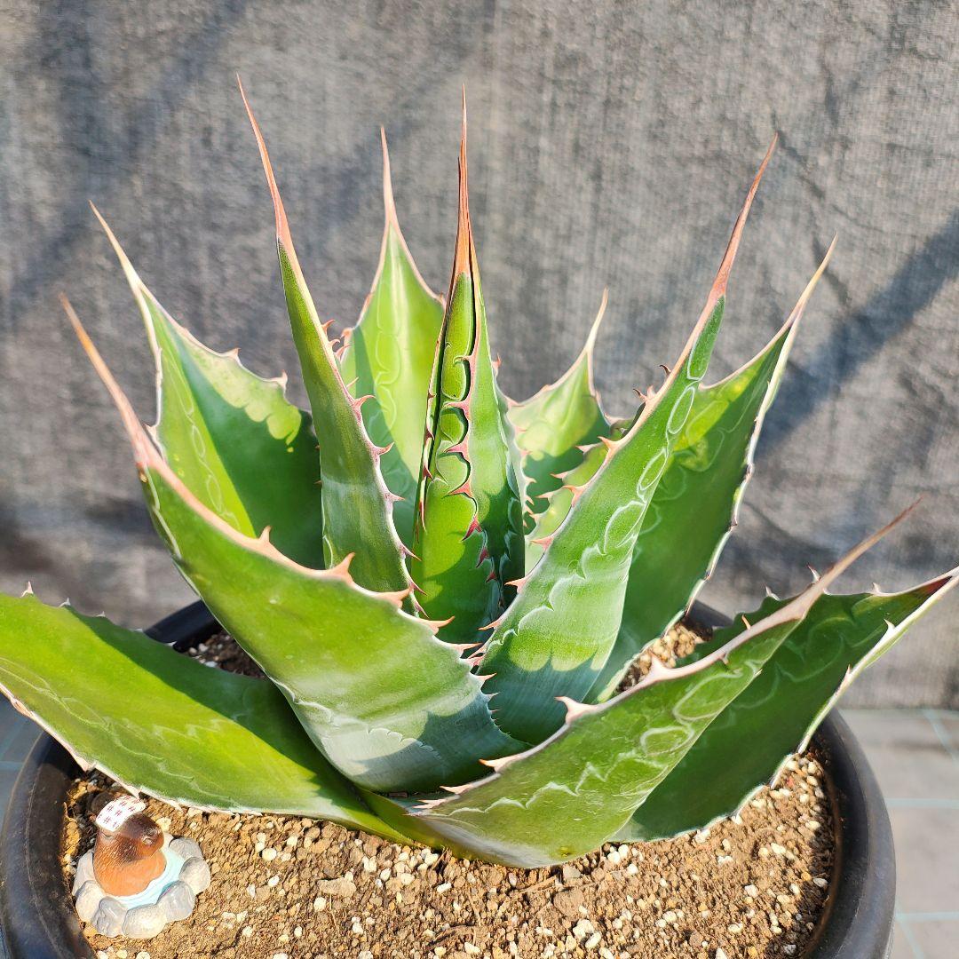 T*y様 アガベ　モンタナ大株