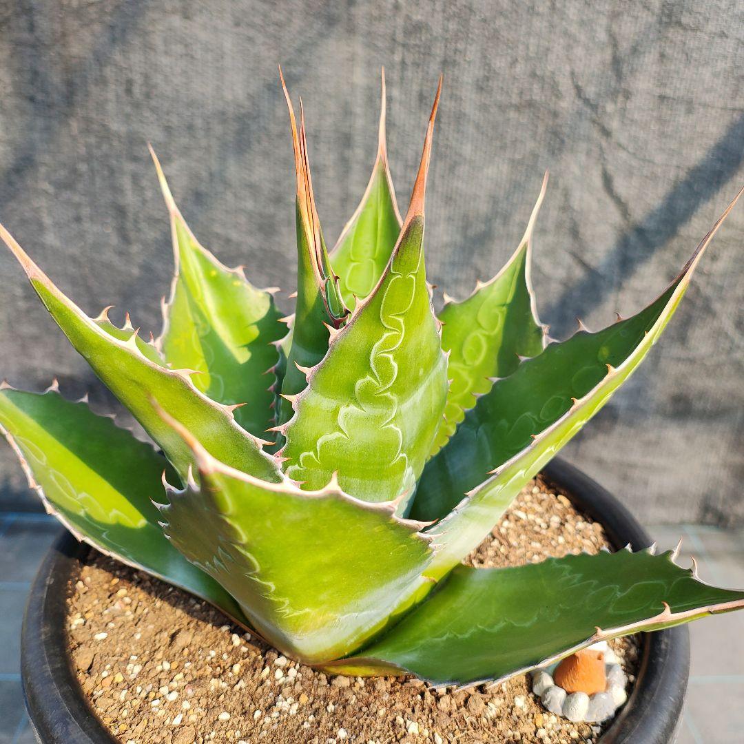 T*y様 アガベ　モンタナ大株