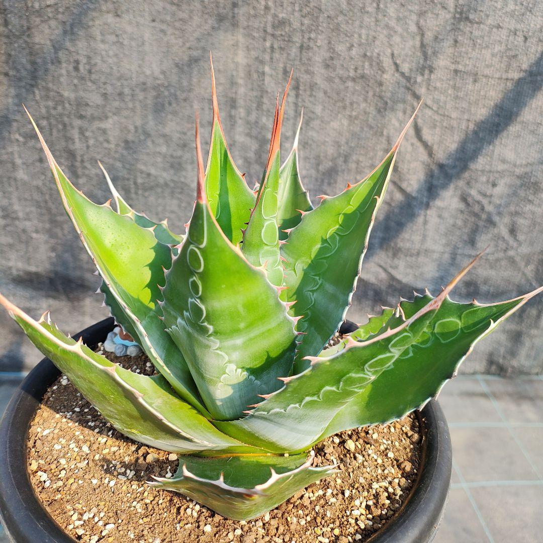 T*y様 アガベ　モンタナ大株