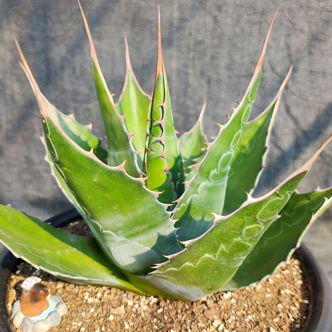 T*y様 アガベ　モンタナ大株