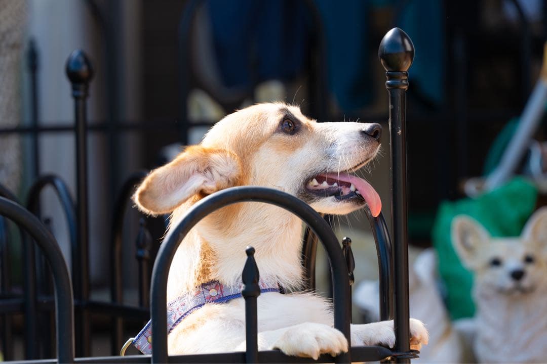 SONY FE 24-70 F2.8 GM ソニー フルサイズ用レンズ