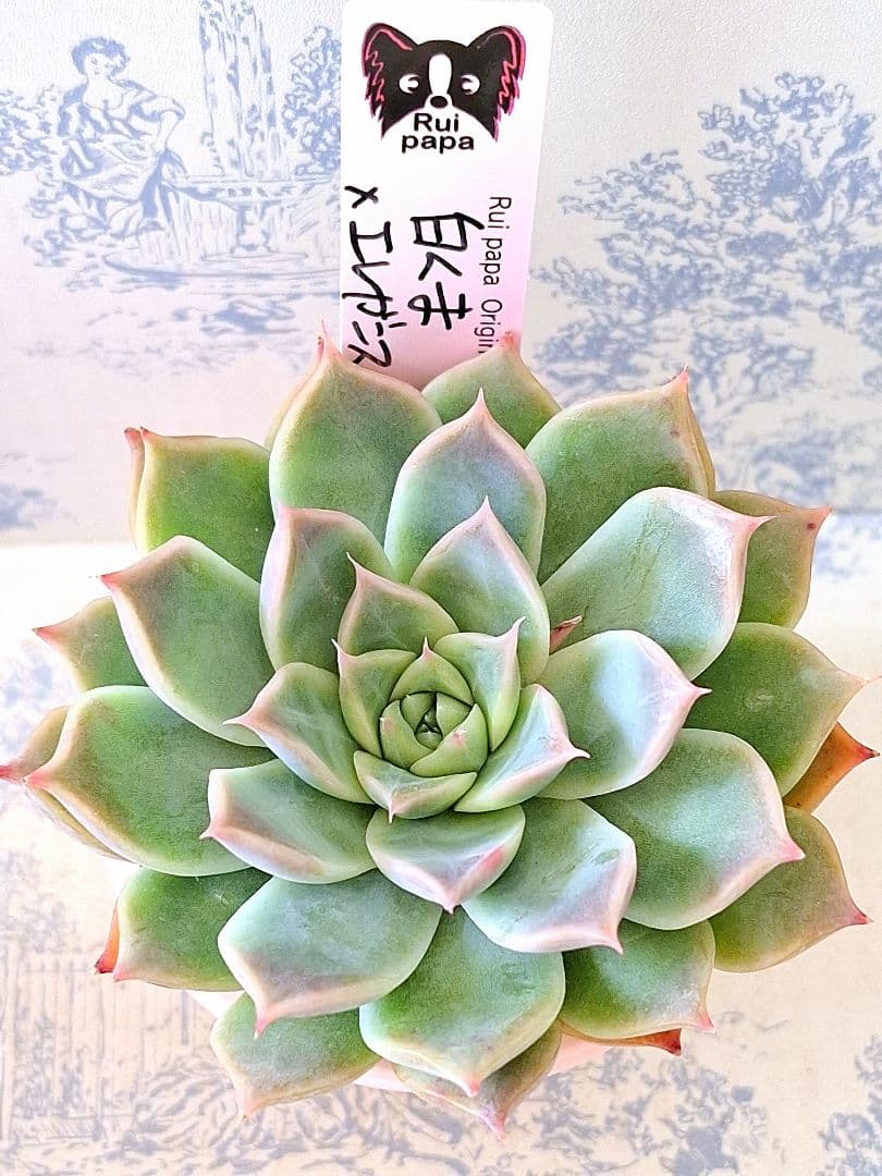 白くま×エレガンスラパス札付きポットごとメルカリ便ルイパパさん苗