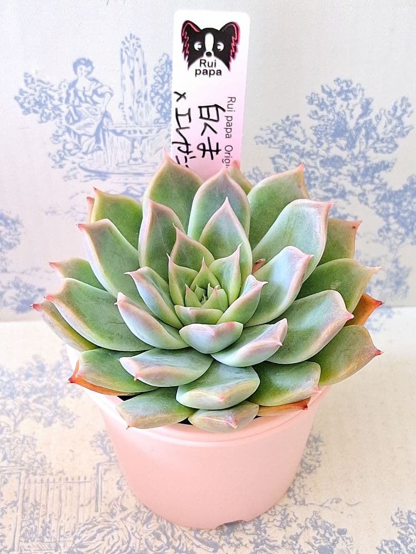 白くま×エレガンスラパス札付きポットごとメルカリ便ルイパパさん苗