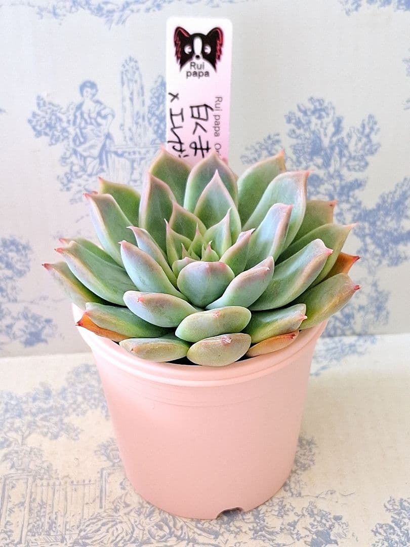 白くま×エレガンスラパス札付きポットごとメルカリ便ルイパパさん苗