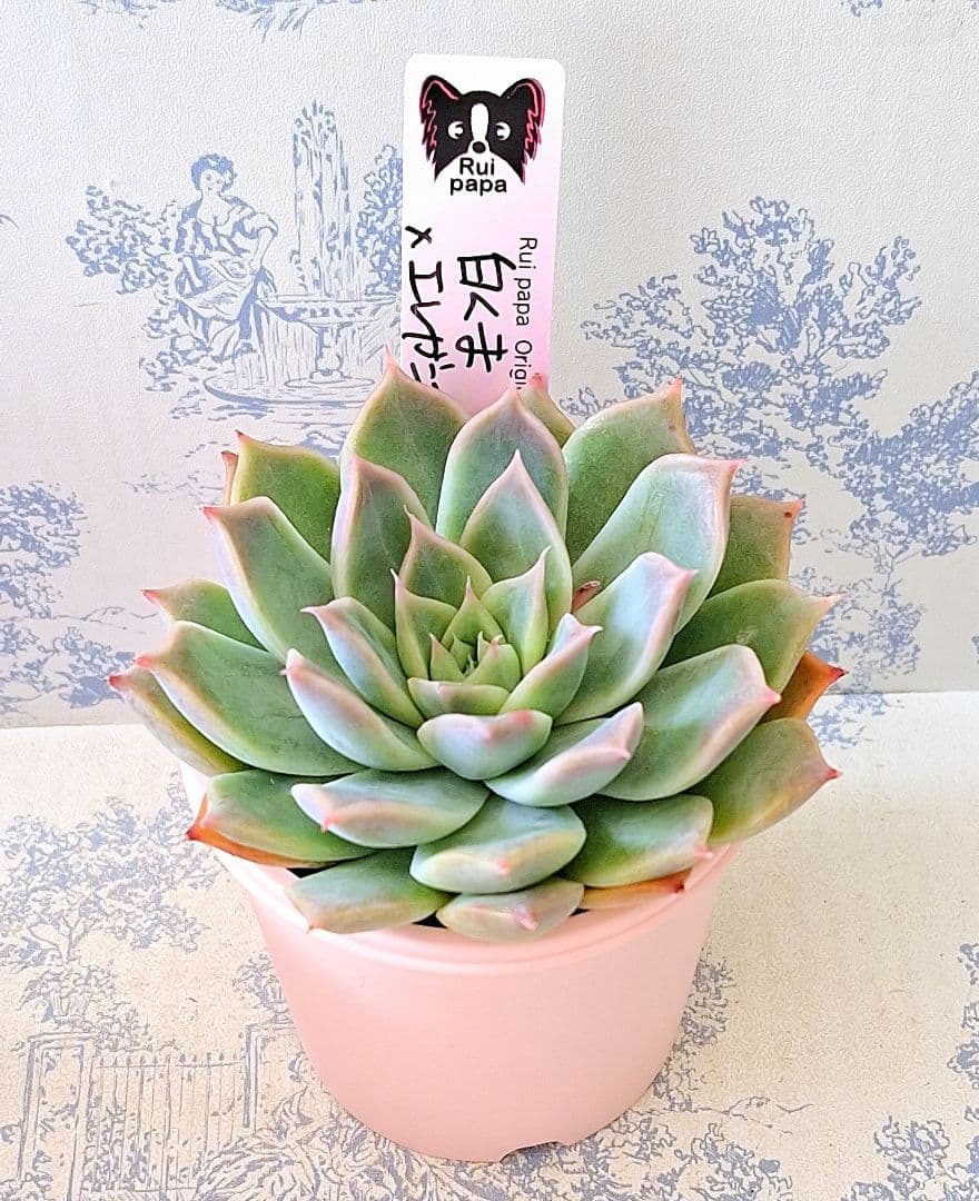 白くま×エレガンスラパス札付きポットごとメルカリ便ルイパパさん苗