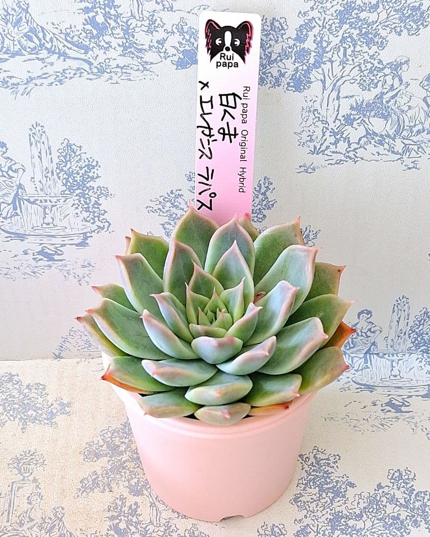 白くま×エレガンスラパス札付きポットごとメルカリ便ルイパパさん苗