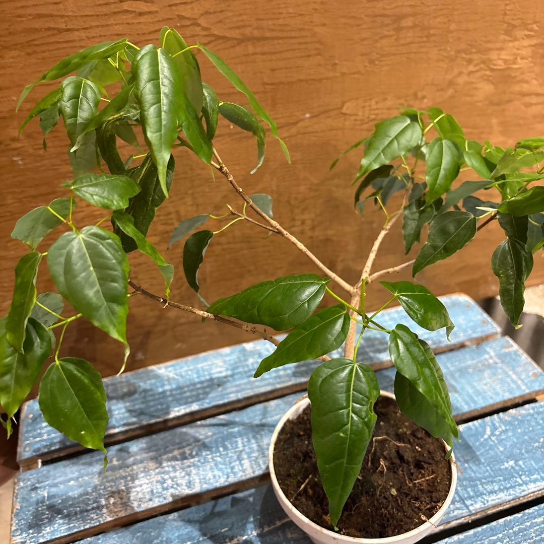 メイプルリーフツリー(くすの葉カエデ)