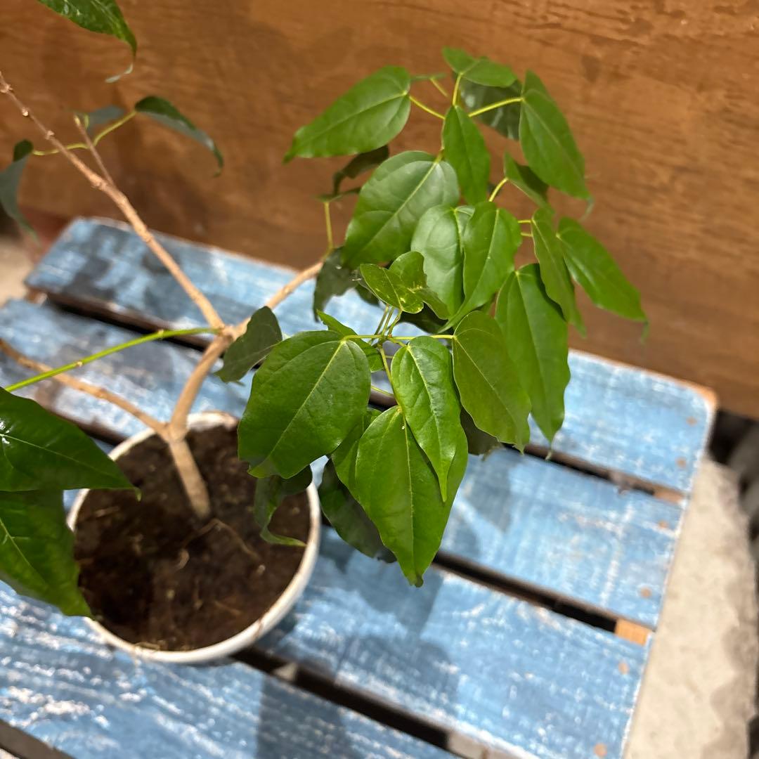 メイプルリーフツリー(くすの葉カエデ)