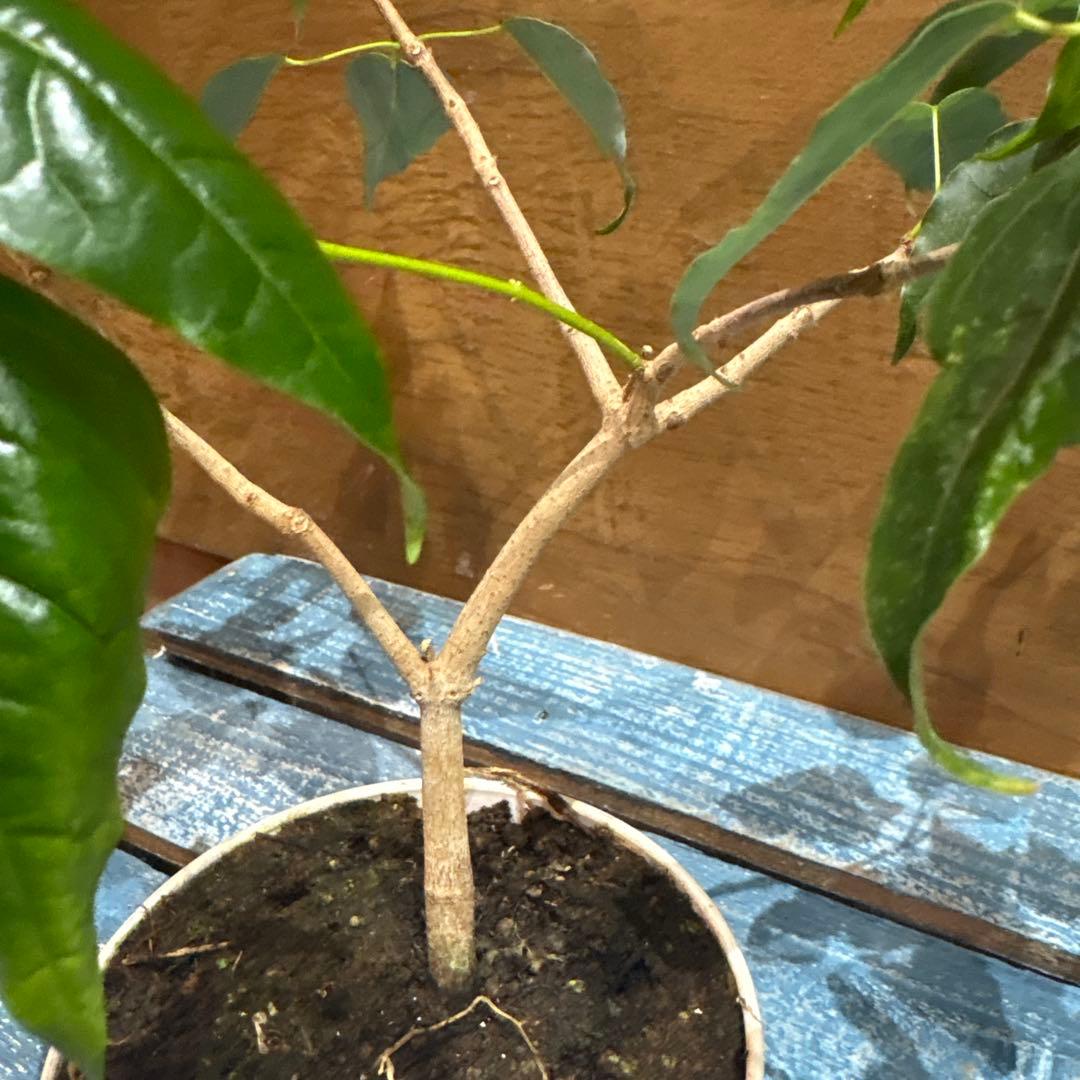 メイプルリーフツリー(くすの葉カエデ)