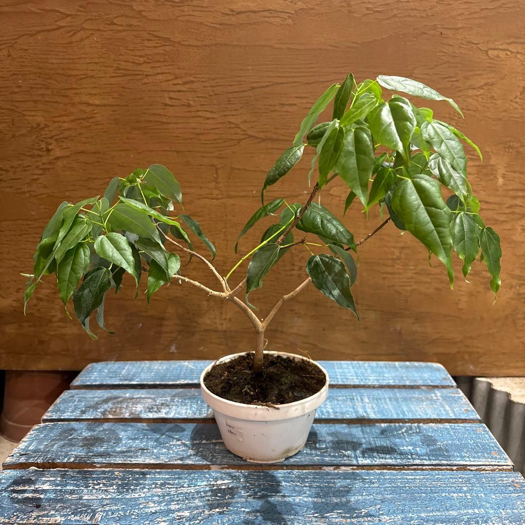 メイプルリーフツリー(くすの葉カエデ)