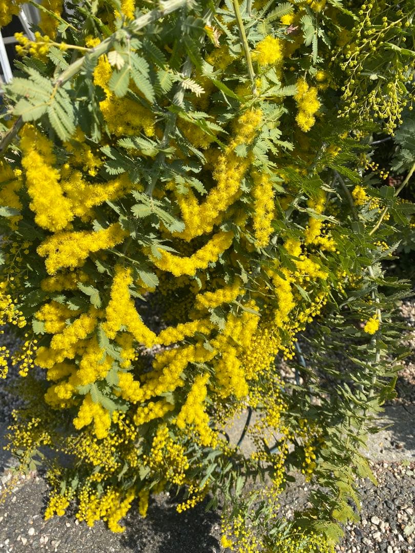 ミモザアカシア　生花