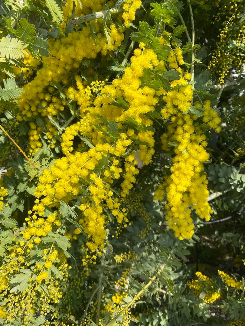 ミモザアカシア　生花