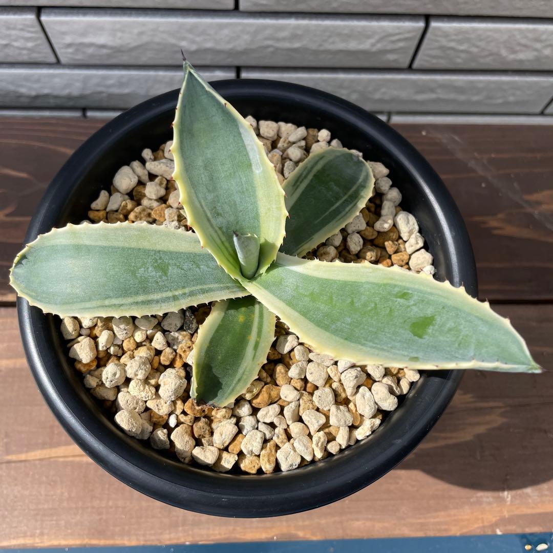 アガベ　リップルエフェクト