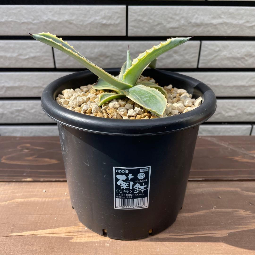 アガベ　リップルエフェクト