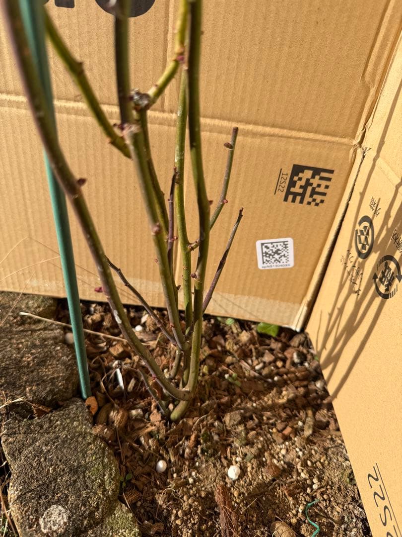 超レア　新品種　　バラ　苗　宿根草　2苗