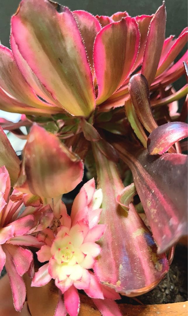 27#多肉植物アエオニウム錦❤️ 雲彩❤️1大頭6小頭4-6子芽28cm拔き苗