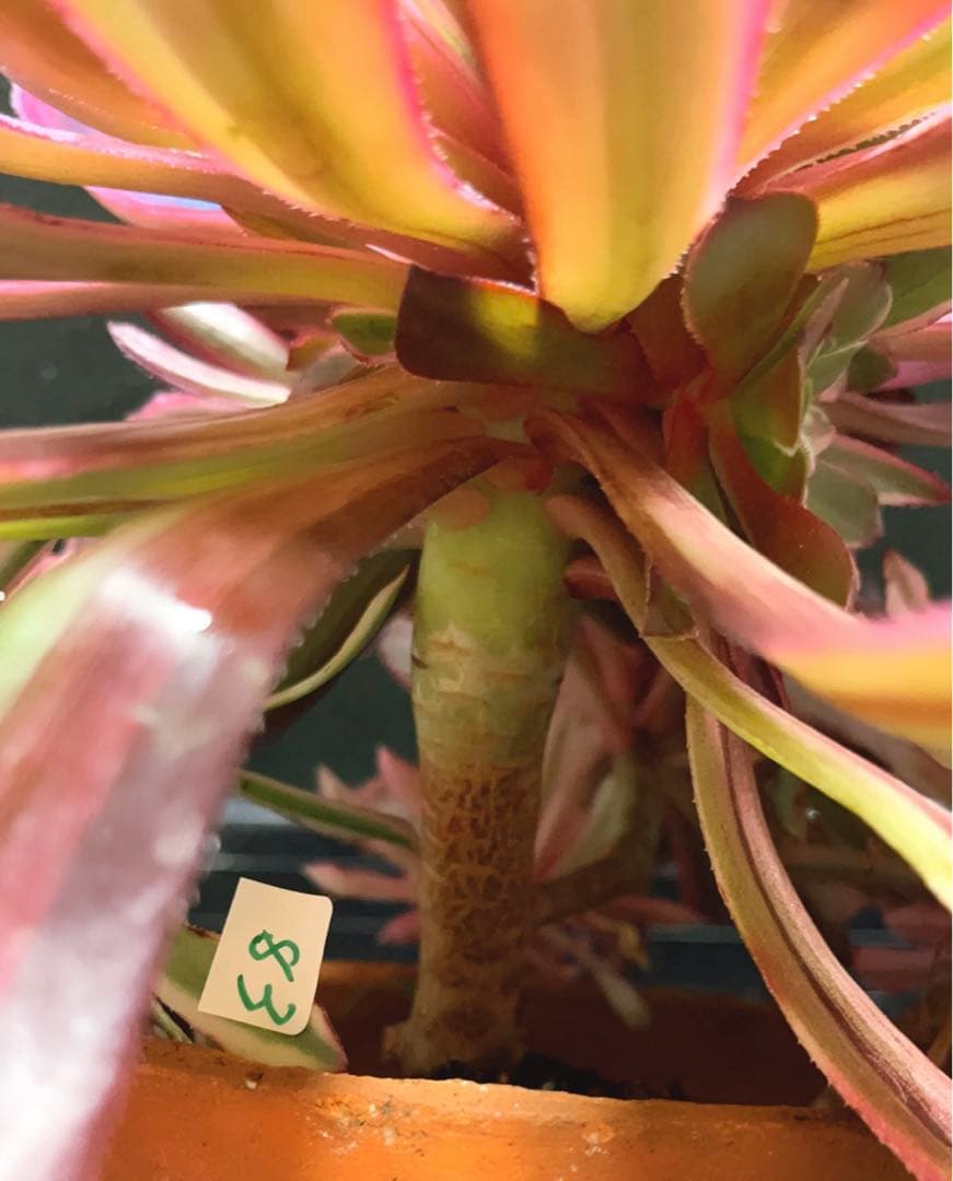 27#多肉植物アエオニウム錦❤️ 雲彩❤️1大頭6小頭4-6子芽28cm拔き苗