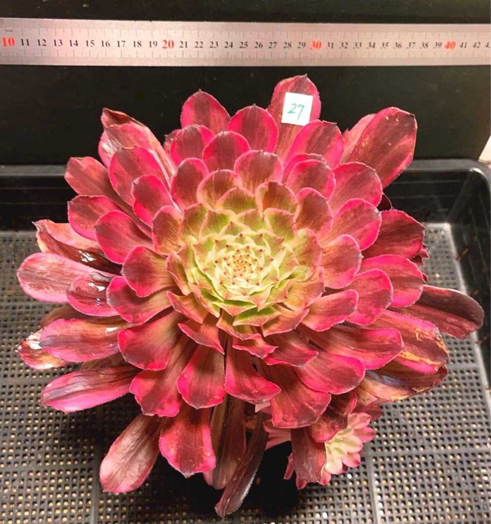 27#多肉植物アエオニウム錦❤️ 雲彩❤️1大頭6小頭4-6子芽28cm拔き苗