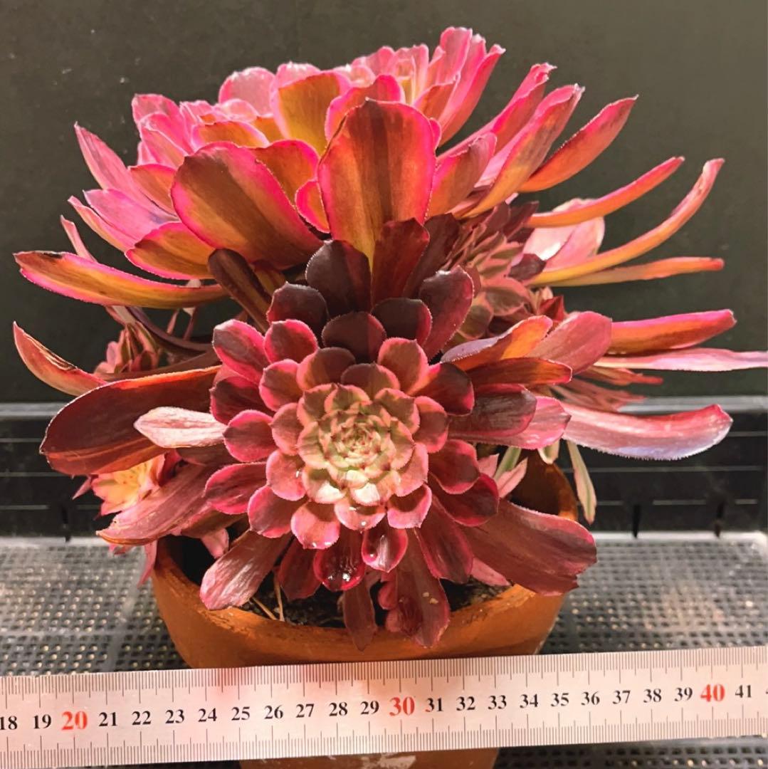 27#多肉植物アエオニウム錦❤️ 雲彩❤️1大頭6小頭4-6子芽28cm拔き苗