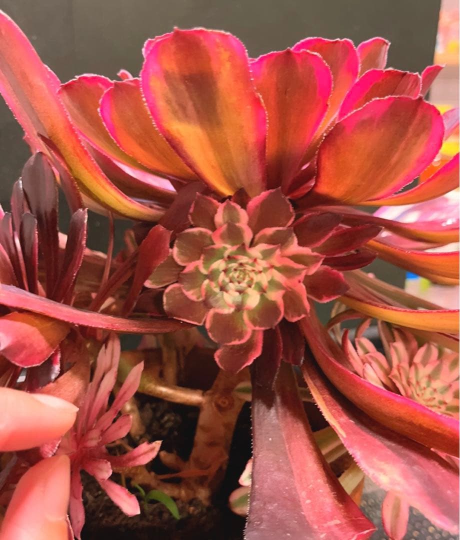 27#多肉植物アエオニウム錦❤️ 雲彩❤️1大頭6小頭4-6子芽28cm拔き苗