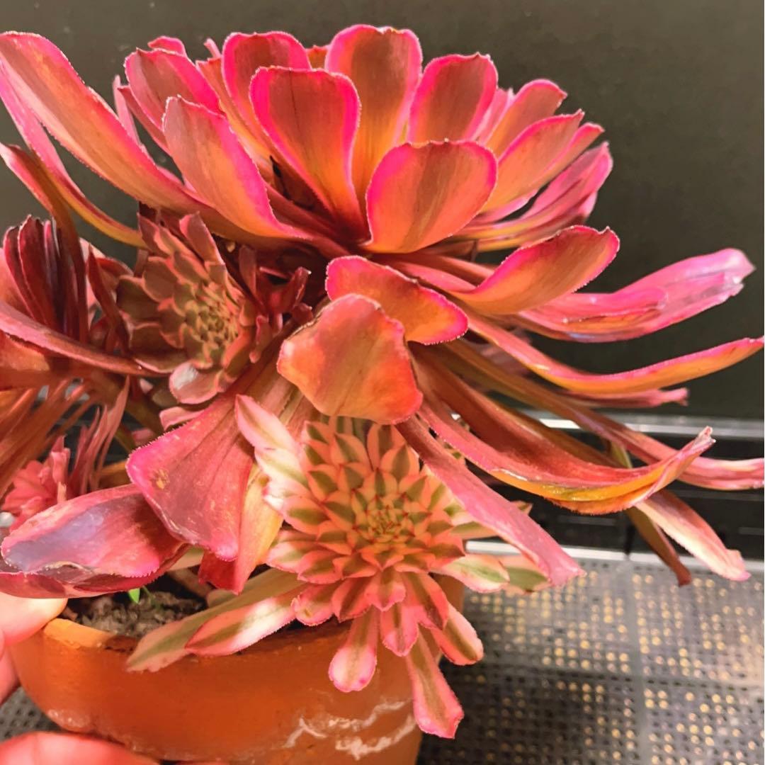 27#多肉植物アエオニウム錦❤️ 雲彩❤️1大頭6小頭4-6子芽28cm拔き苗