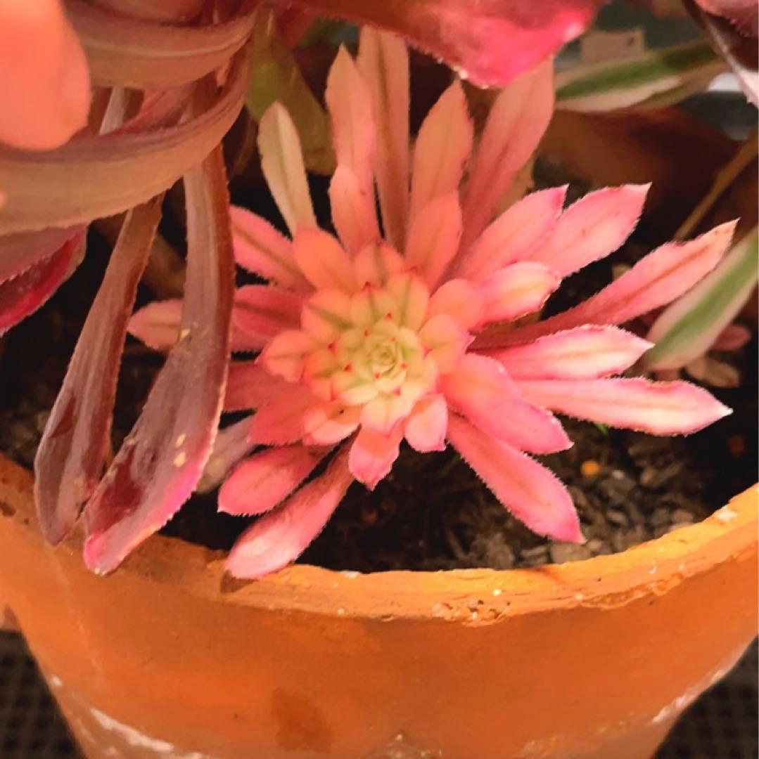 27#多肉植物アエオニウム錦❤️ 雲彩❤️1大頭6小頭4-6子芽28cm拔き苗