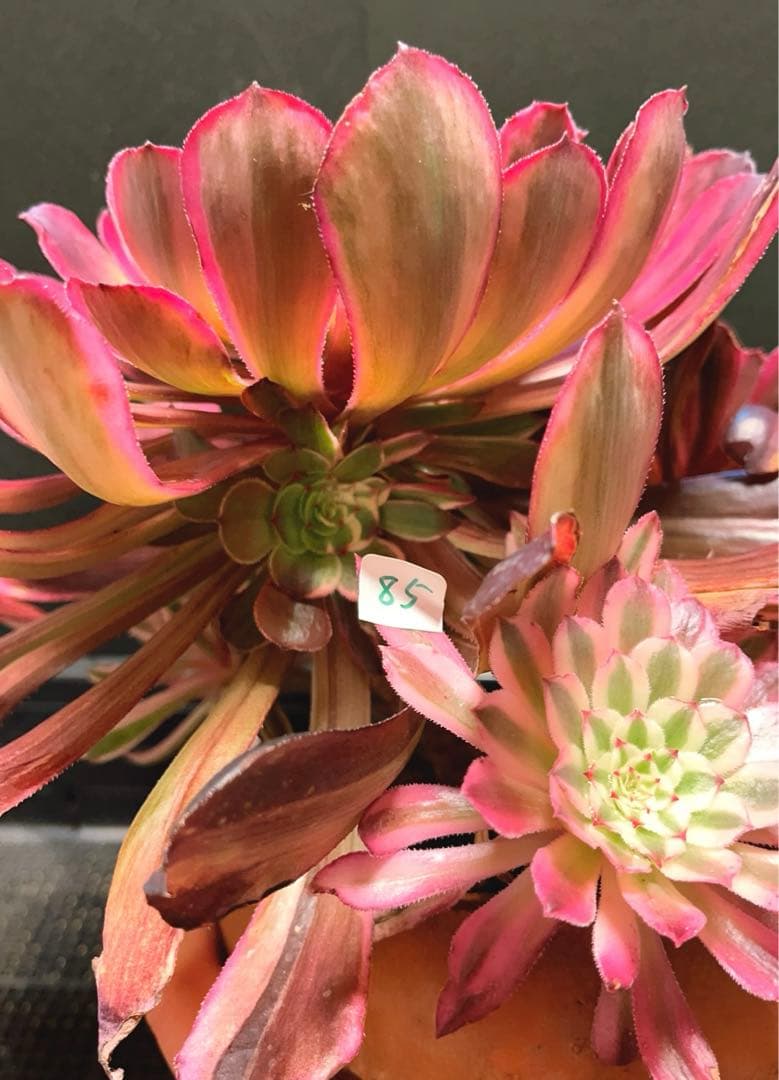 27#多肉植物アエオニウム錦❤️ 雲彩❤️1大頭6小頭4-6子芽28cm拔き苗