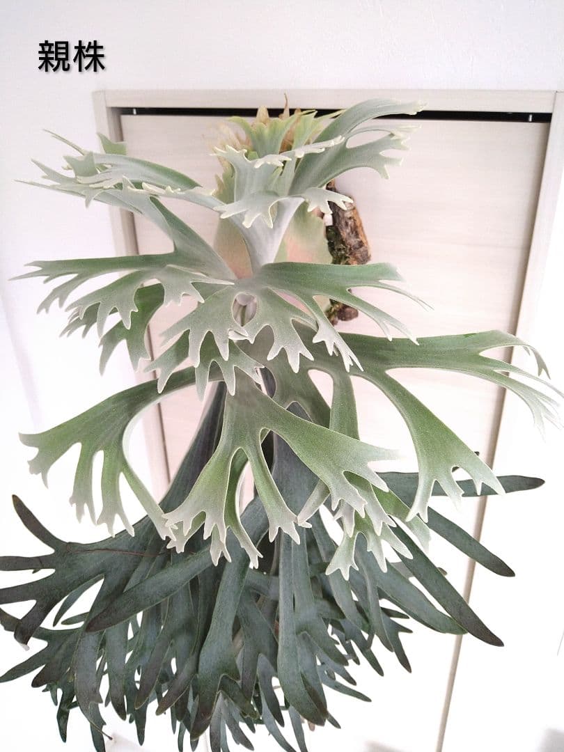 P. 'Celso Tatsuta' ビカクシダ ’セルソタツタ’株分け板付株⑥