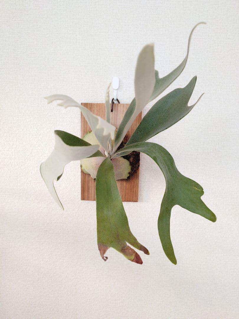 P. 'Celso Tatsuta' ビカクシダ ’セルソタツタ’株分け板付株⑥