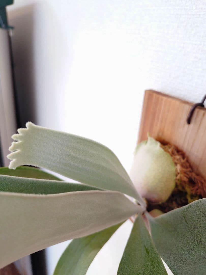 P. 'Celso Tatsuta' ビカクシダ ’セルソタツタ’株分け板付株⑥