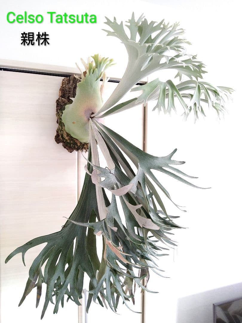 P. 'Celso Tatsuta' ビカクシダ ’セルソタツタ’株分け板付株⑥