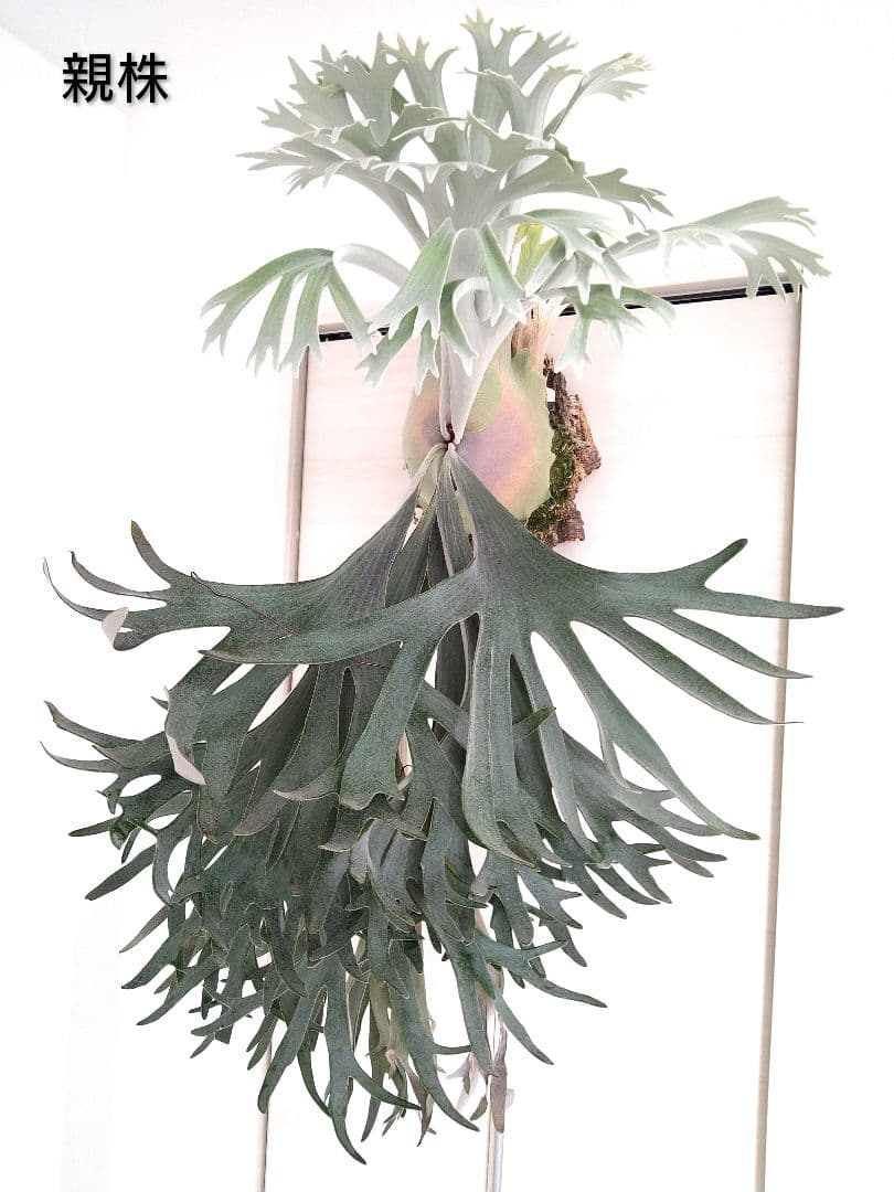 P. 'Celso Tatsuta' ビカクシダ ’セルソタツタ’株分け板付株⑥