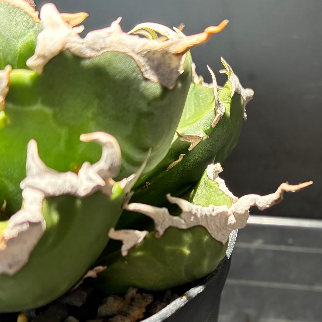 ★コレクション親株★ アガベ　チタノタ　悪魔くんのトモダチ　狂刺夕映　オテロイ