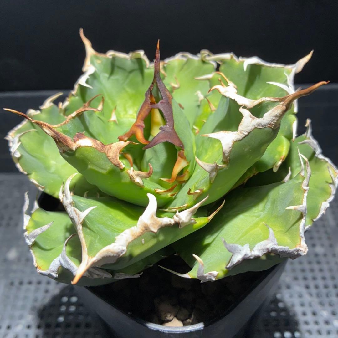 ★コレクション親株★ アガベ　チタノタ　悪魔くんのトモダチ　狂刺夕映　オテロイ