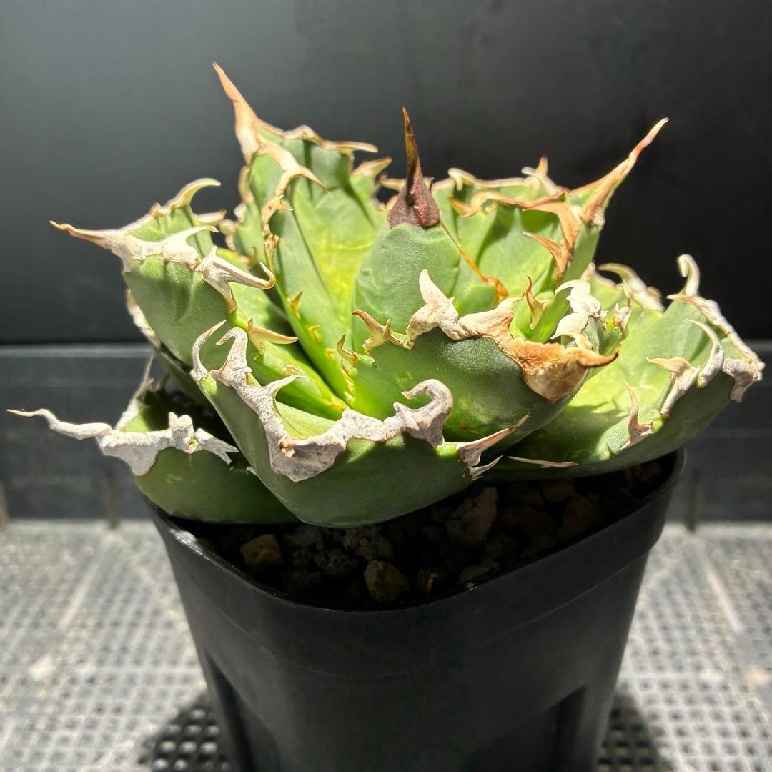 ★コレクション親株★ アガベ　チタノタ　悪魔くんのトモダチ　狂刺夕映　オテロイ