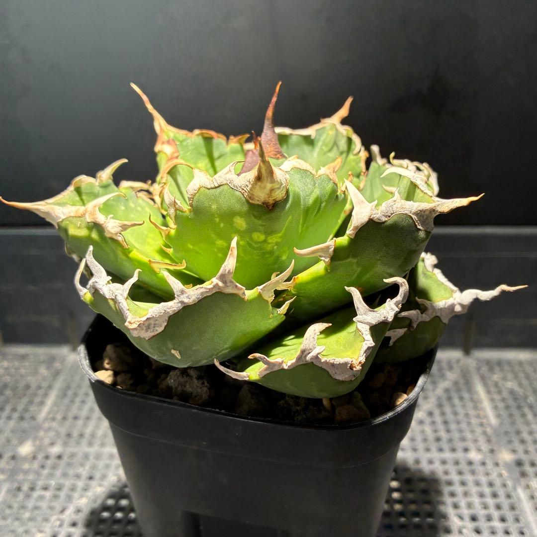 ★コレクション親株★ アガベ　チタノタ　悪魔くんのトモダチ　狂刺夕映　オテロイ