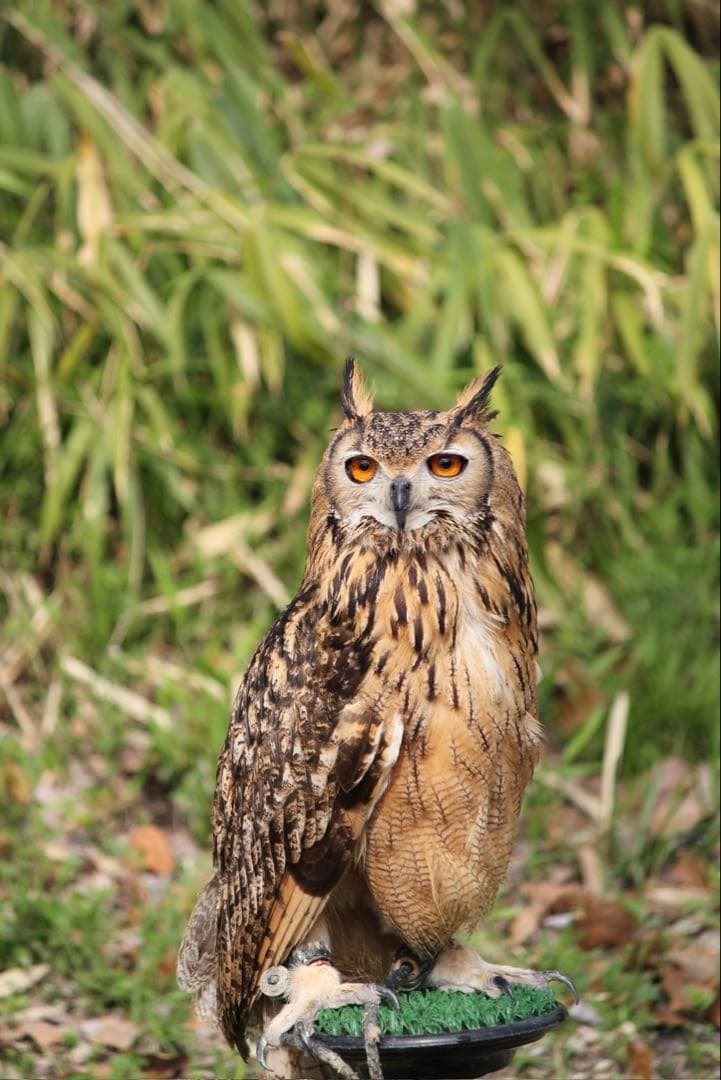 値下げ！Canon EOS Kiss x4ダブルレンズ デジタル一眼レフセット