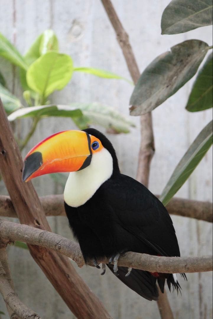 値下げ！Canon EOS Kiss x4ダブルレンズ デジタル一眼レフセット