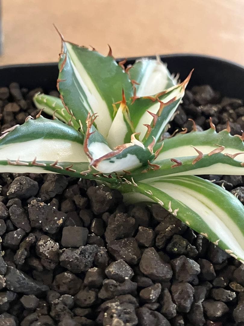 【初売り】16 活着間近　サイズ大　アガベ　太陽神錦　白中斑　TC