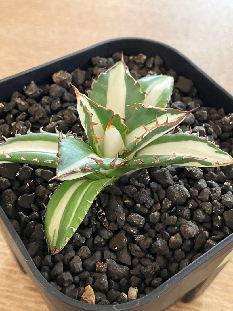 【初売り】16 活着間近　サイズ大　アガベ　太陽神錦　白中斑　TC